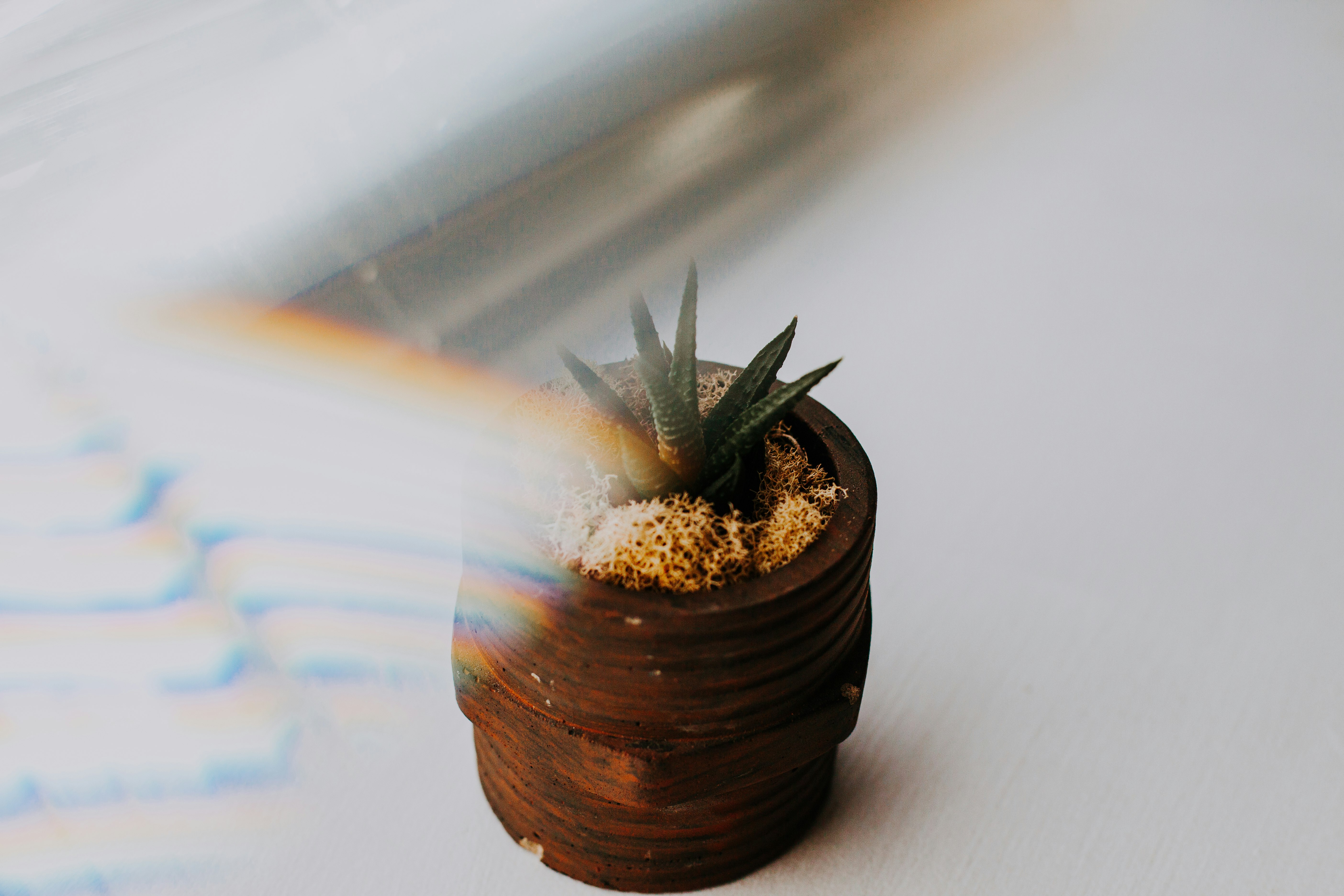 potted green aloe vera